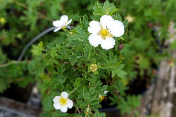 Snowflake Cinquefoil